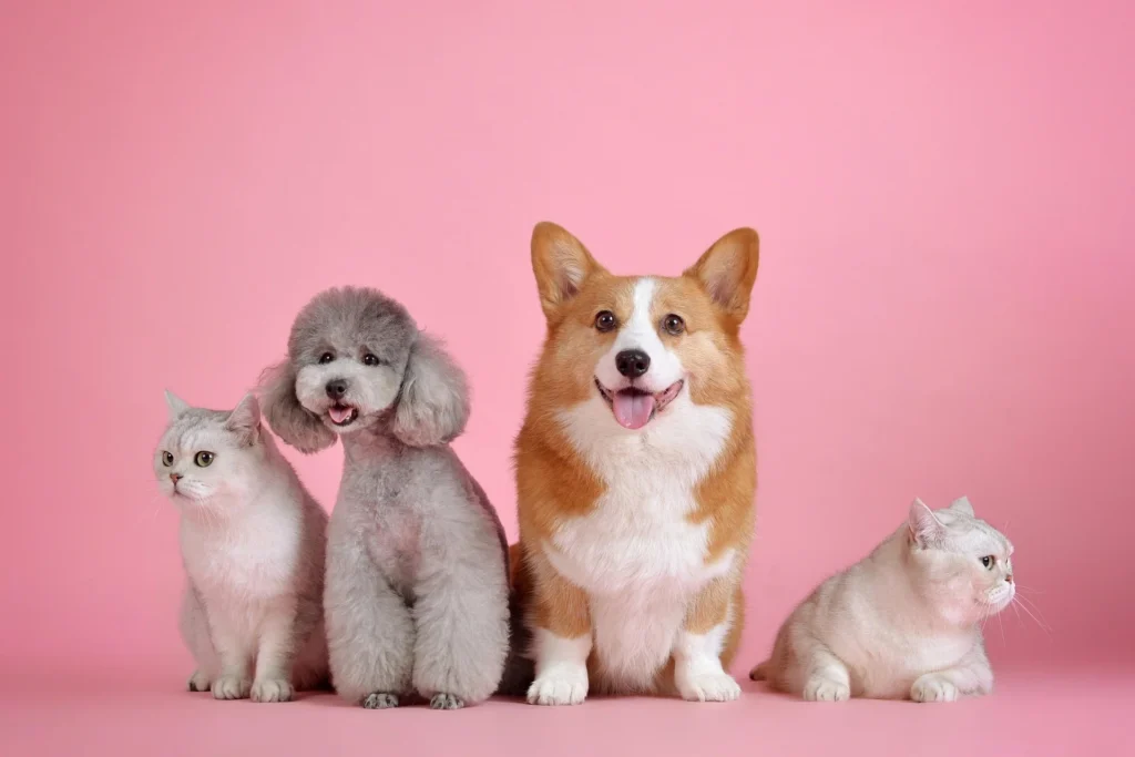 Why should I get pet insurance?