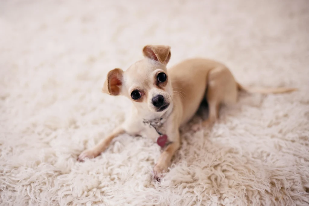 Does Lemonade offer pet insurance near me?