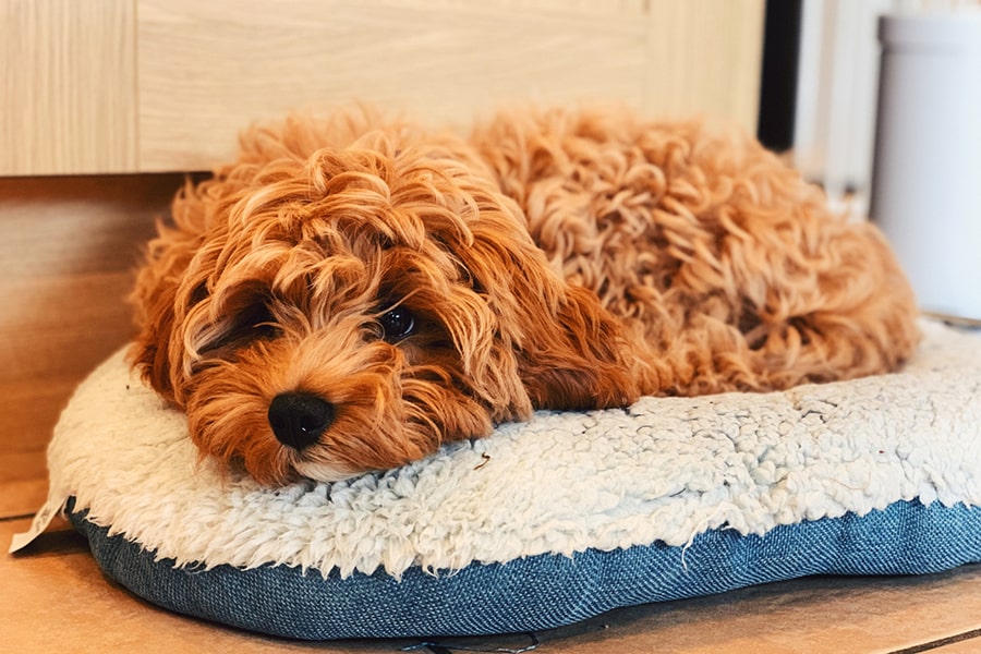 Cavapoo puppy relaxing on a blue and white dog bed